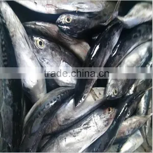 WR Frozen Bonito Frozen Bonito Fish WR for Market thumbnail-1