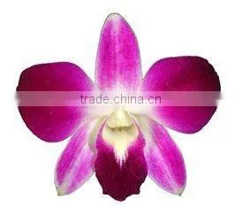 D-004 : DENDROBIUM SONIA ORCHID thumbnail-1