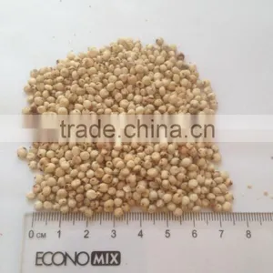 White Sorghum thumbnail-1