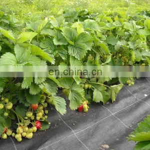 White Weed Mat Ground Cover In Agriculture Vegetable Garden thumbnail-4