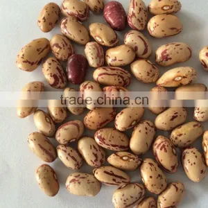 Speckled Kidney Bean thumbnail-3