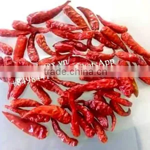 HOT PEPPER, CHILLI +84963818434 Whatsapp thumbnail-4