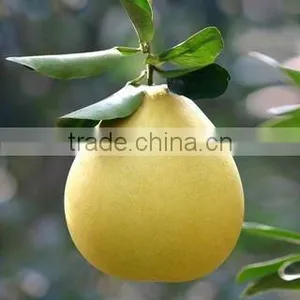 Low Price Chinese Pomelo thumbnail-1