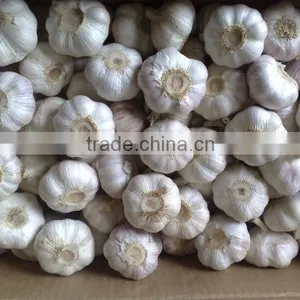 WHITE GARLIC thumbnail-1