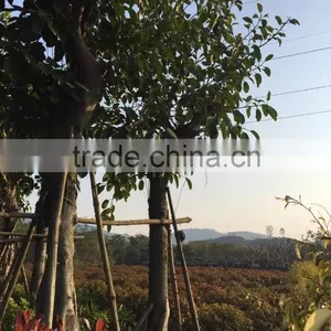 Ficus Altissima thumbnail-3
