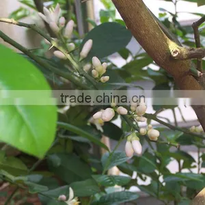Lemon Tree thumbnail-4