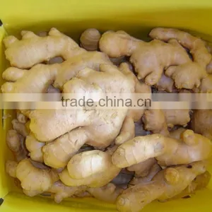 Air Dried Ginger thumbnail-6