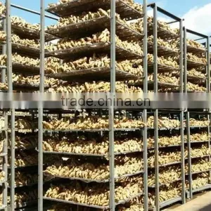 Chinese Fresh Ginger thumbnail-6