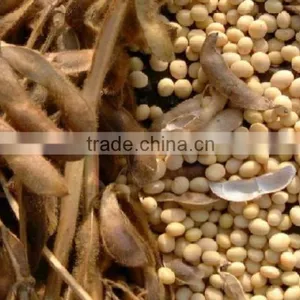 RUSSIAN ORIGIN SOYBEANS thumbnail-1