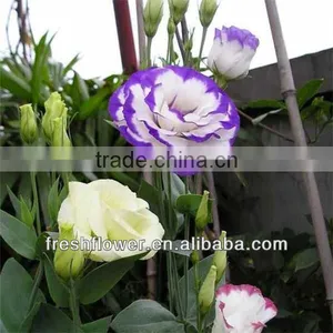 Fresh Cut Flowers Named Eustoma thumbnail-1
