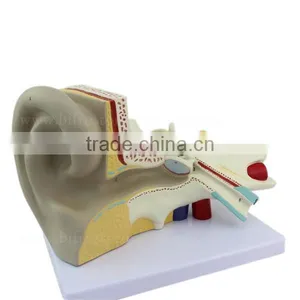 Ear Plastic Education Human Body Anatomy Model thumbnail-5