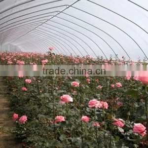 100mm Pvc Plastic Film Covered Tunnel Greenhouse For Private Agicultural Planting thumbnail-2