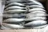 Land Nov Frozen Mackerel400-600g thumbnail-1