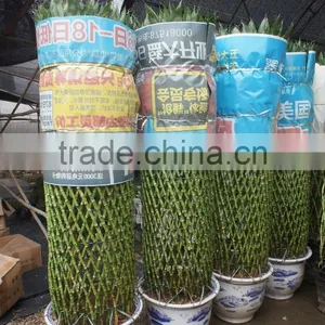 Lucky Bamboo ( Dracaena Sanderiana) Cage Shape Indoor Plant 200-220cm thumbnail-3