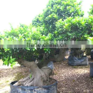 Ficus Microcarpa Cliff Shape thumbnail-1
