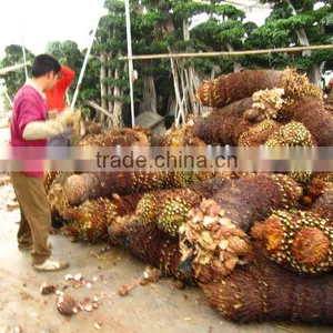 Cycas Revoluta Multi-heads for Shipment thumbnail-1
