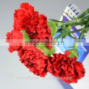 Perennial Flowering Plant Fresh Cut Big Muma Carnation for Opening Ceremony thumbnail-3