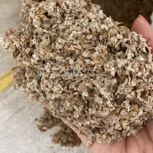 1kg 9501 Paulownia Elongata Seed Ripe Fast Growing Outdoor Empress Tree Seeds for Planting thumbnail-1