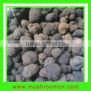 Tuber Aestivum thumbnail-1