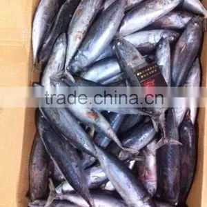 Whole Round Frozen Bonito Tuna Auxis Thazard thumbnail-1