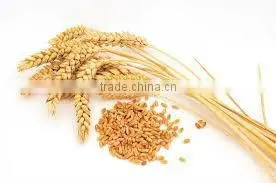 Organic Wheat thumbnail-2
