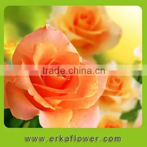 Good Smell 2016 Hot Sale New Added Flower Product Rose thumbnail-4
