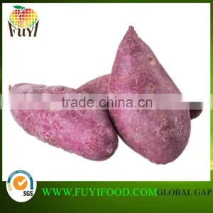 Sweet Potato Fresh Harvest Good Taste Sweet Potato thumbnail-1