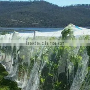 (20 Years Shanghai Factory) Hot Selling , New Arrival, Floriculture HDPE Vineyard Net on Semillon Vine , 33 GSM / 20101-33 thumbnail-4
