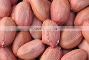Bold Reddish Peanuts for Sales thumbnail-3