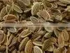 Dil Seed thumbnail-1