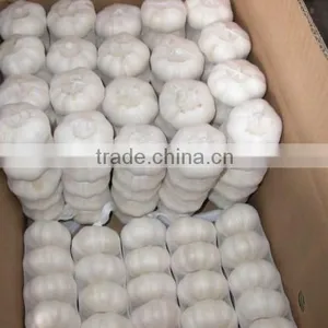 Chinese Pure White Garlic for EU thumbnail-1