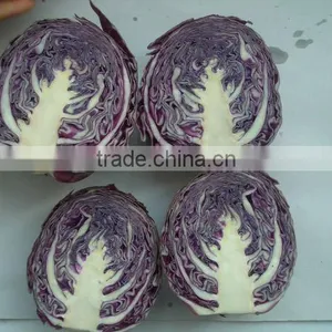 Export Standard Round Cabbage thumbnail-1