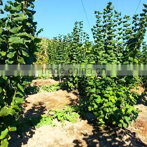 Hazelnut Tree Seedling thumbnail-4