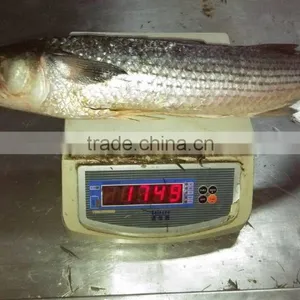Land Frozen Grey Mullet Whole Round With Size 1500-2000g thumbnail-3