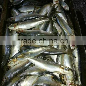 155g Canned Sardines in Tomato Sauce thumbnail-1