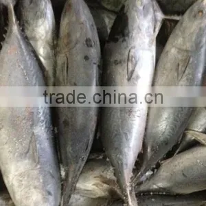 Frozen Bonito Fish 500-2kg for Canning thumbnail-1