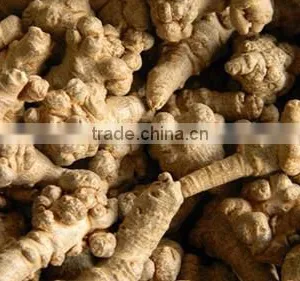 Panax Notoginseng Extract Sanchi Extract Pseudo-Ginseng Extract Powder thumbnail-4