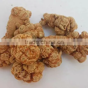 Top Quality Organic Panax Notoginseng Root/Powder thumbnail-1
