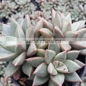 Graptopetalum Ametorum , Grapes Hybrid Decorative Plants Echeveria, Succulent Plants, Tropical Plants thumbnail-2