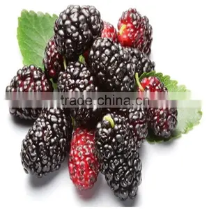 Freeze-drying Mulberry thumbnail-1