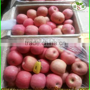 NEW : Fruit Fresh Fuji Apple/Fresh Apples thumbnail-1