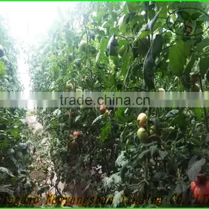 China's Shandong Province, the Best Fresh Tomato/tomato, Exported to Europe and America, Southeast Asia and India thumbnail-4