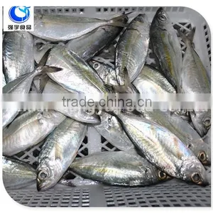 Wholesale Fishing Frozen Yellow Tail Horse Mackerel Fish thumbnail-3