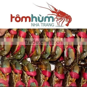 MALE / FEMALE MUD CRAB VIETNAM (Scylla Serrata) High Quality and Suitable Supplying thumbnail-3