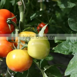 Red Color Fresh Tomato From Turkey thumbnail-2