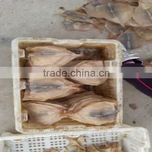 Dried Squids thumbnail-4