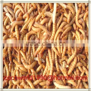 Selling Dried Mealworms for Sale Free Shipping thumbnail-4