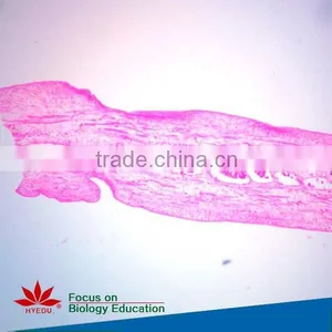 High Quality and Competitive Price Science Histology Lab Prepared Slides Set thumbnail-2