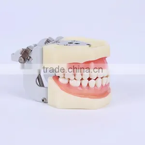 New Design Wholesale Dental Teaching Model Standard Tooth Model of White Alundum Dentition Model thumbnail-2