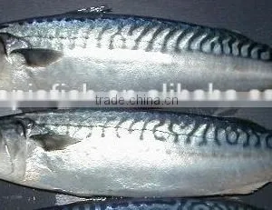 Frozen Fish Mackerel Mozambique thumbnail-1